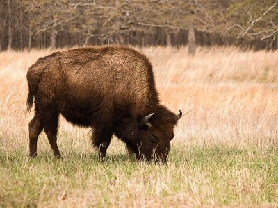 Buffalo Bill?