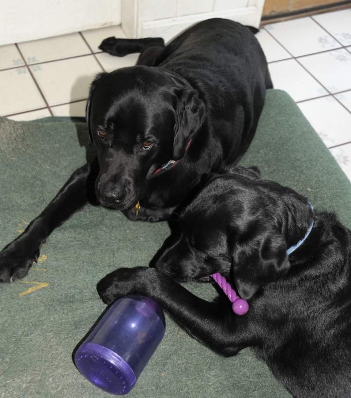 pbase Torturing the dogs _DSC2125.jpg
