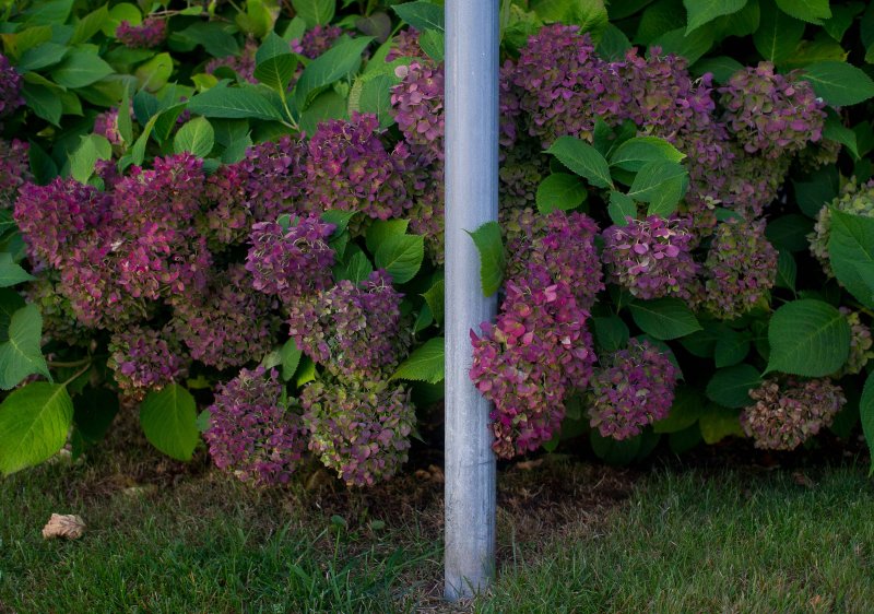 pbase It is fall September 9 2010 1 of 1.jpg