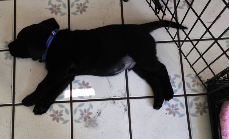 pbase I aint sleeping in no crate DSC_5324.jpg