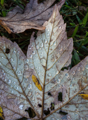Autumnal  October 1  2012 day 86.jpg