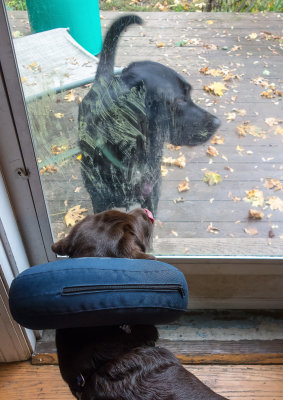 Wanting to play  October 14  2012 day 99.jpg