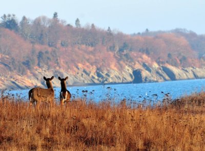 pbase Crop 2 Deer Near Bird Sanctuary for feb 11 DSC_3558.jpg