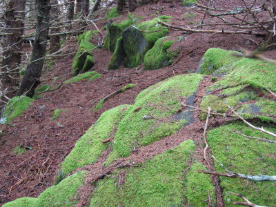 Hiking trail, Keltic Lodge