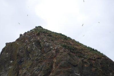Nesting gulls on Haystack
