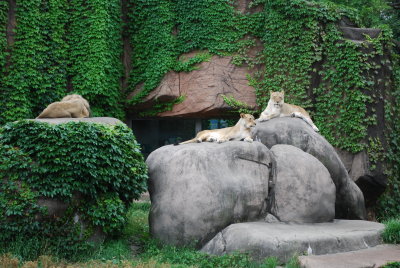 Lincoln Park zoo