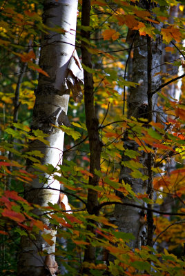 Birch Among Maples