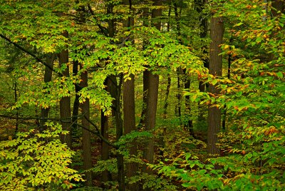 Hard Wood Forest Landscape