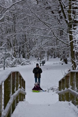 Coldfall Woods - Bridge