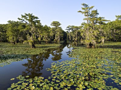 Lake/Swamp from park obversation deck