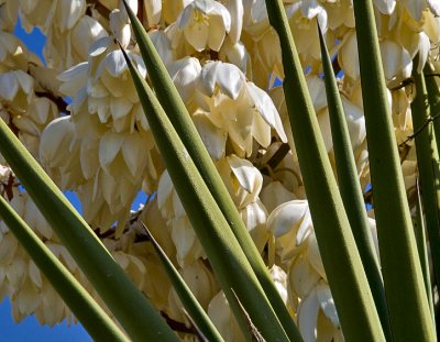 Yucca #3