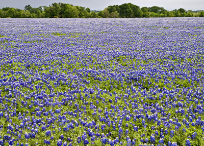 Bluebonnet field