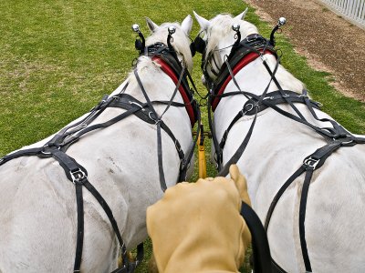 Glove and reins