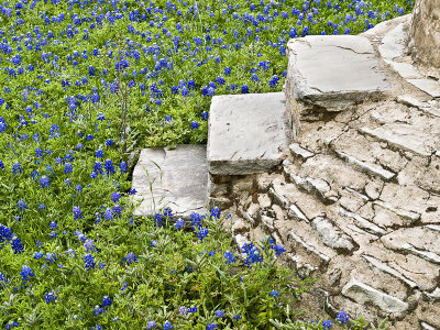 Edge of cistern and bluebonnets