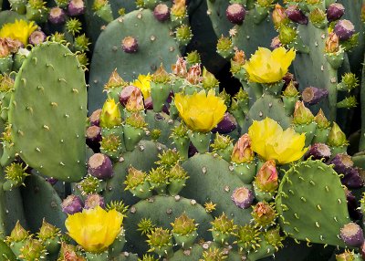 Cactus #3