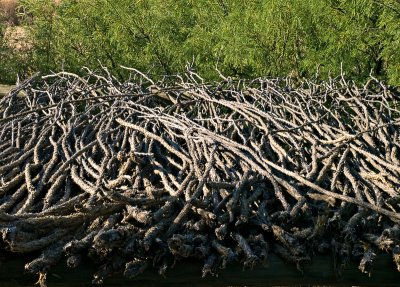 Octillo drying