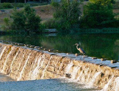 Heron on dam
