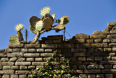 Bricks and cactus, Gruene, Texas