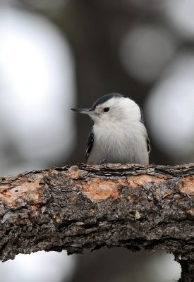 Pigmy Nuthatch