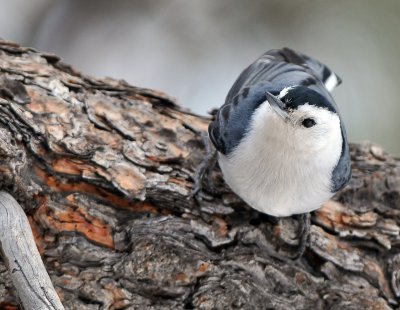 White breasted Nut Hatch