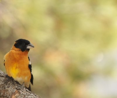 Grosbeak