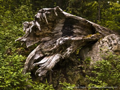 Elfin Lakes Hike - Garabaldi Park - Squamish, British Columbia