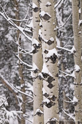 08-12-06-064a.JPG