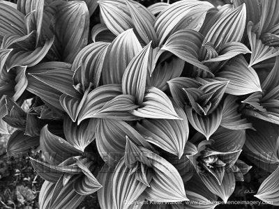 Fine Art Photography - Scenic (not as large as Landscapes)