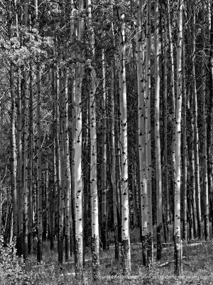Treescape VII - 48x36.jpg