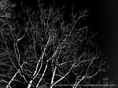 Treescape XI - 37x27.jpg