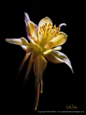 Dramatic Columbine - 27x36.jpg