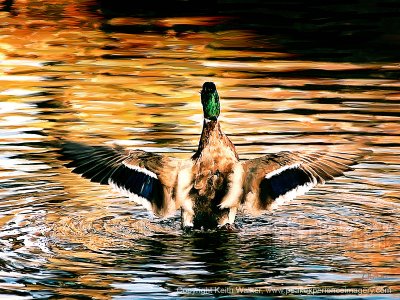 Impressing the Ladies - 36x27.jpg