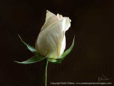Simplicity in White - 24x18.jpg