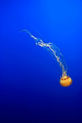 jellyfish-3.jpg
