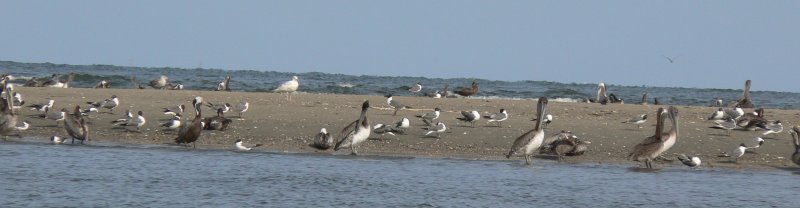 Glaucous Gull and Brown Booby