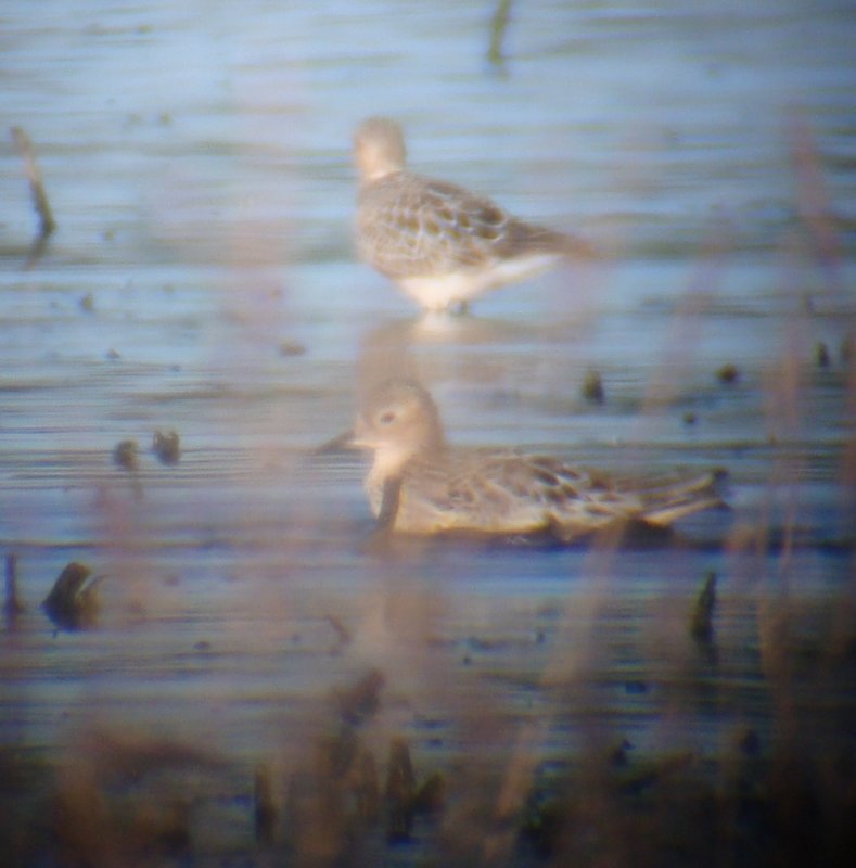 Buff-breasted Sandpipers