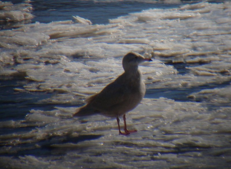 Glaucous Gull