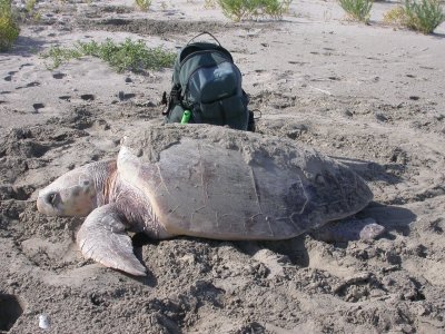 Loggerhead Sea -turtle