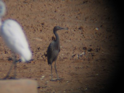 Reddish Egret-Chandler, AZ