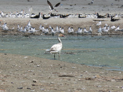 Snow Goose on Barrier Island