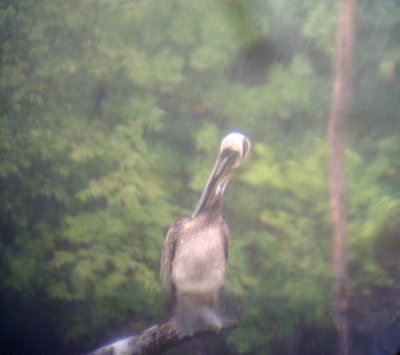 Brown Pelican in Kansas!