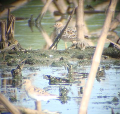 Buff-breasted (above) and Baird's Sandpipers