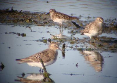 Baird's and Least Sandpipers
