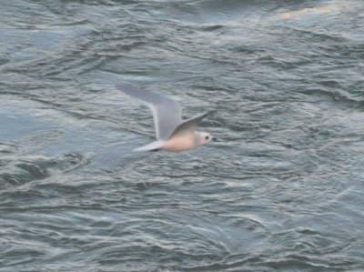 Ross's Gull - spreadwing