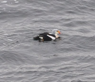King Eider