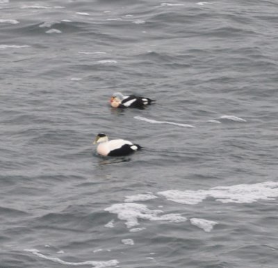 King Eider and Common Eider drakes