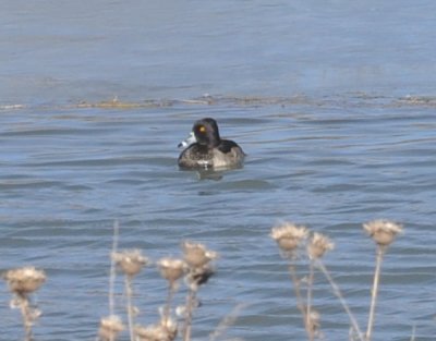 Ring-necked Duck