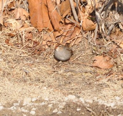 White-crowned Sparrow (Zonotrichia leucophrys leucophrys)