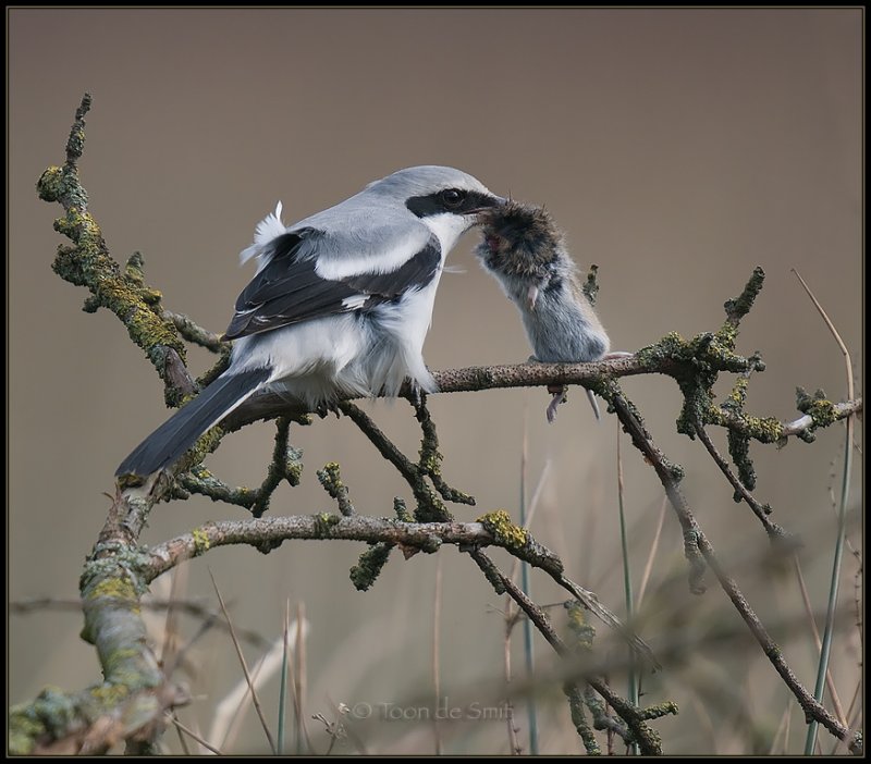 Great Grey Shrike / Klapekster