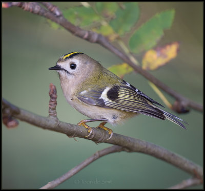Goldcrest / Goudhaan